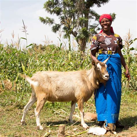 give a goat in africa